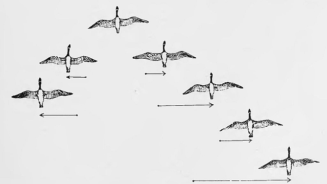 Echelon flock formation by C.C. Trowbridge