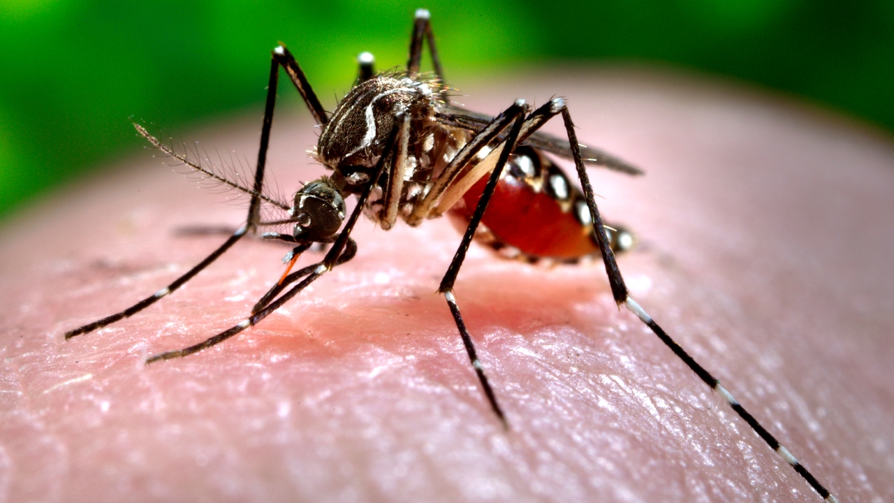 Close-up of a mosquito feeding on blood