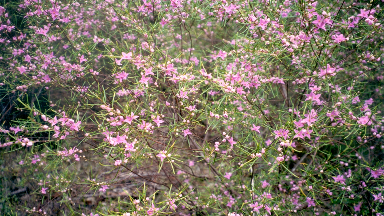 Boronia splendida