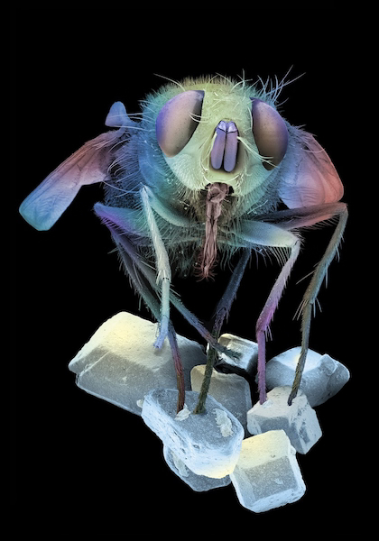 A fly on sugar crystals by Dave McCarthy and Annie Cavanagh.