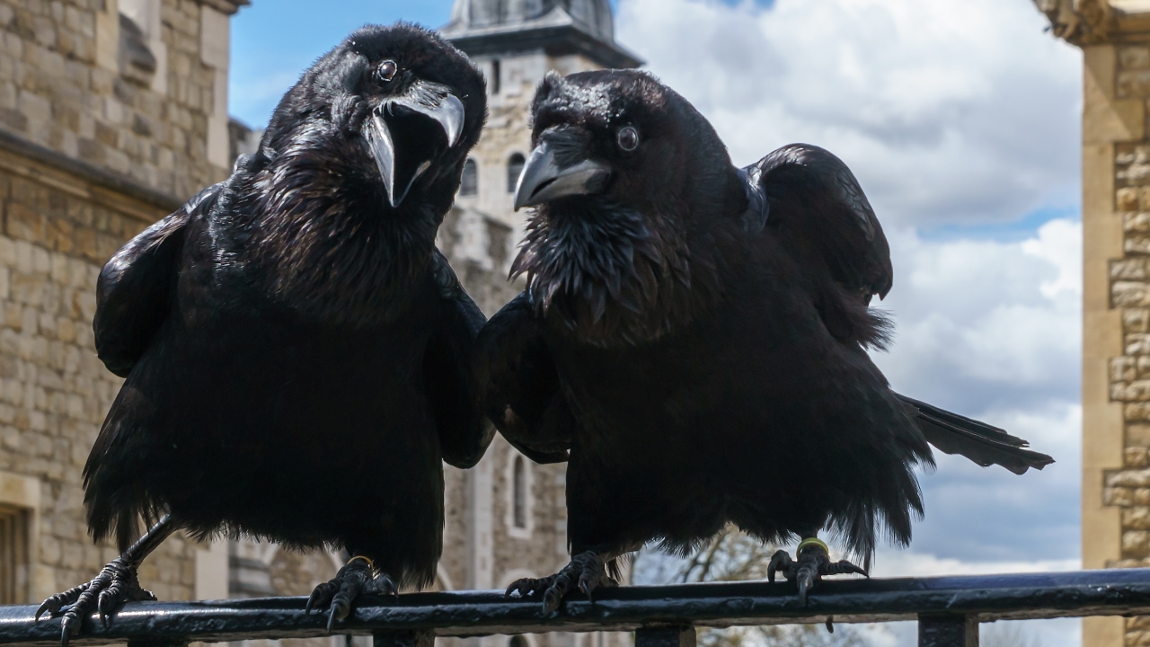 Jubilee and Munin, Ravens, Tower of London