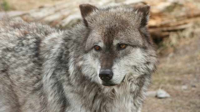 Wolf Yellowstone